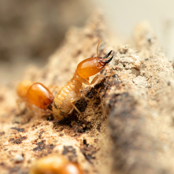 Termite Control Services